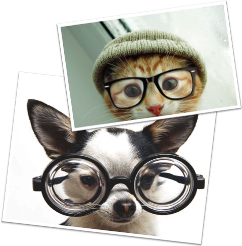 four-eyes, quatro-olhos, gato e cachorro usando óculos