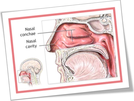 nasal conchae, concha nasal, partes do nariz, anatomia