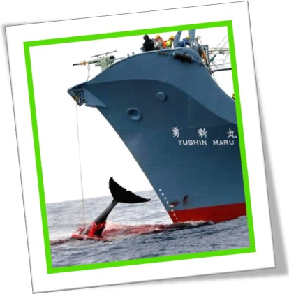 caça baleia japonês, whale killing, navio baleeiro do japão