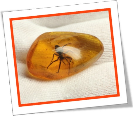 amber nugget with insect inseto preservado em pepita de âmbar