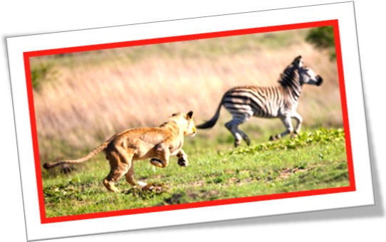 leoa caçando zebra, lion chasing zebra, wild life, africa