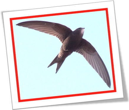 pássaro, passarinho, swift bird andorinhão ornitologia, ornitólogo, voo de pássaro