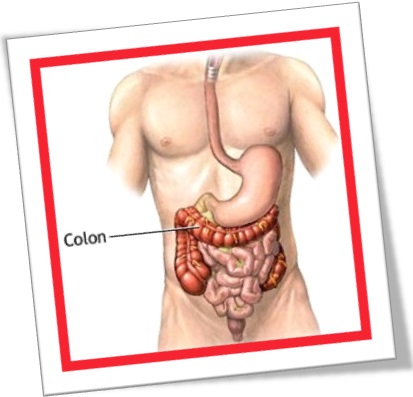 colon, cólon, cola, cólons, intestinos grosso e delgado, corpo humano, estômago, barriga