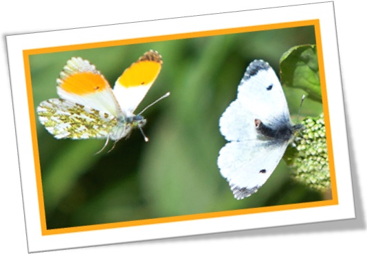 male and female of orange tip butterfly, macho e fêmea da borboleta ponta amerela