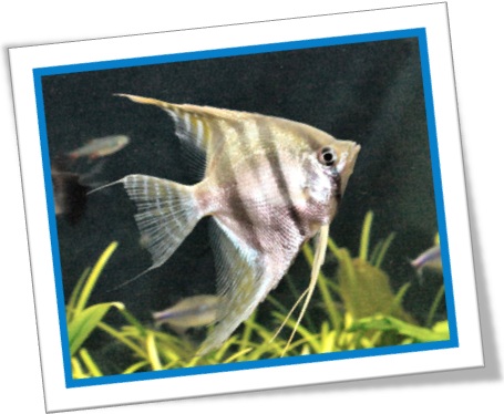 peixe de aquário, angelfish, acará-bandeira, peixe-anjo, pterophyllum scalare