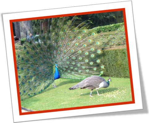 the peacocks huge feathers impress peahens, penas de pavão