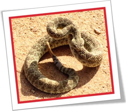 cascavel rattlesnakes no deserto perigos riscos cobras venenosas animais