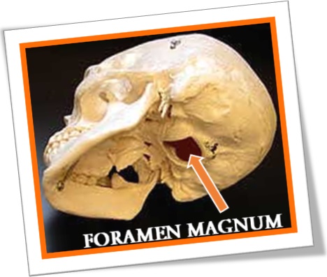 foramen magum, forame magno, anatomia, caveira, human skull