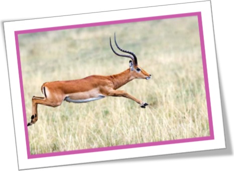 impala, antílope africano, mamífero, quadrúpedes, chifre, mamífero, corredor