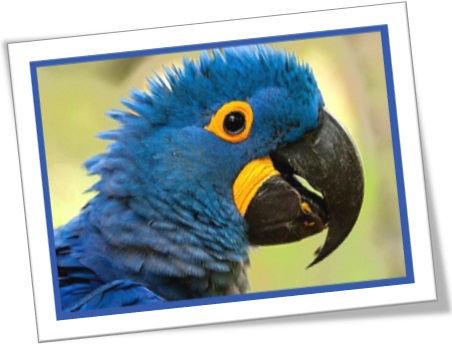 pássaro silvestre ararinha azul com penas arrepiadas, bird ruffles its feather