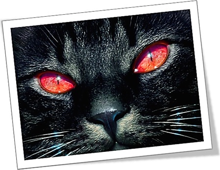 halloween symbols black cat dia das bruxas gato preto símbolo