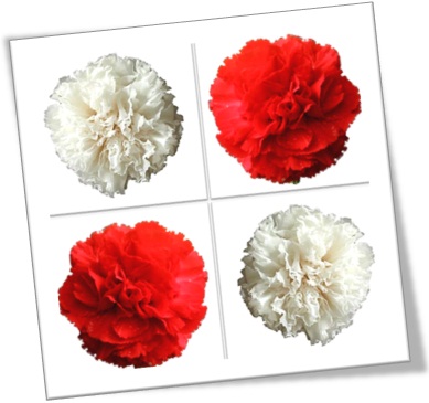 white carnation, cravo branco, red carnation, cravo vermelho, dia das mães