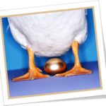 kill the goose that lays golden eggs matar a galinha dos ovos de ouro, kill the goose that lays golden eggs