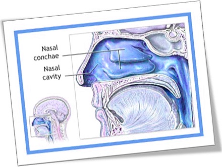 nasal conchae, concha nasal, partes do nariz, anatomia