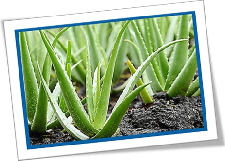 aloe vera, babosa, plantação de babosa, aloé vera