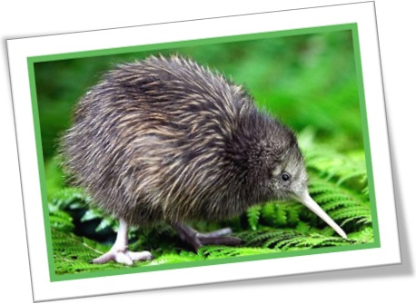 kiwi bird, quivi, quiuí