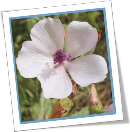 marshmallow plant, alteia, planta medicinal, flor de alteia, althea officinalis