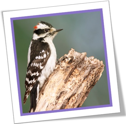 pica-pau felpudo, downy woodpecker, pássaro, passarinho