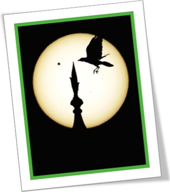 silhueta de pássaro, pássaro, lua, sombra, silhouette of a bird