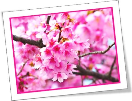 cherry blossom, flores de cerejeira, botânica, flower, blossom