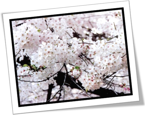 tree in bloom, tree covered with bloom, árvore em flor