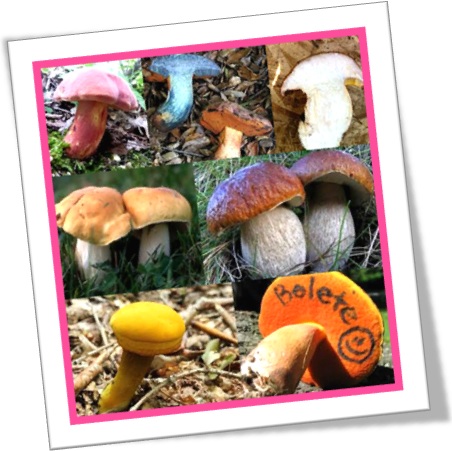 boleto, bolete, boletus, cogumelo venenoso e comestível