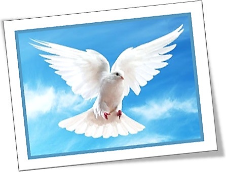 pomba da paz peace dove pomba branca voo céu azul