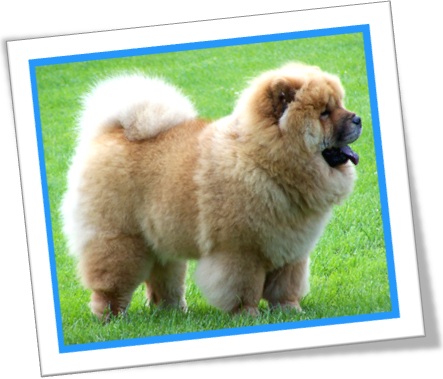 cachorro cão dog raça chow chow língua azul peludo