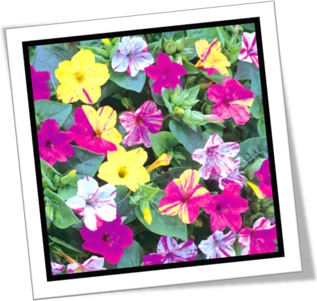 mirabilis jalapa, maravilha, four-o-clock, marvel of peru