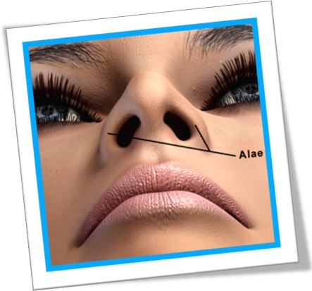 asas do nariz, alae of the nose, anatomia, rosto de mulher, ala, asa