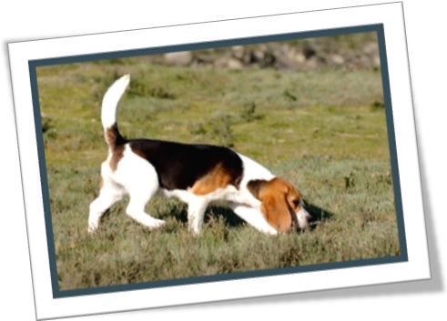 dog sniffing, dog questing, cão farejando, cachorro beagle