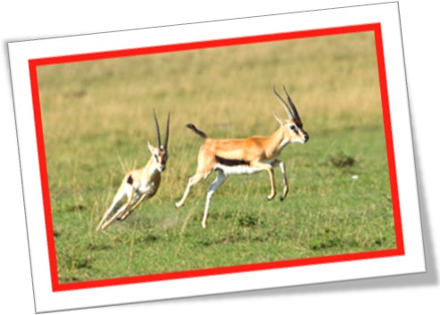 gazelas, gazelle, africa, savana, lion chasing gazelles, wild life