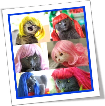 gatos gatas usando perucas coloridas vermelha roxo amarelo azul rosa, mulher fofoqueira