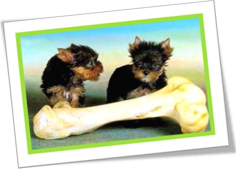 play with my bone, cachorros brincando com osso, pênis