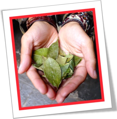 coca leaves, coca bush, folhas de coca, arbusto de coca