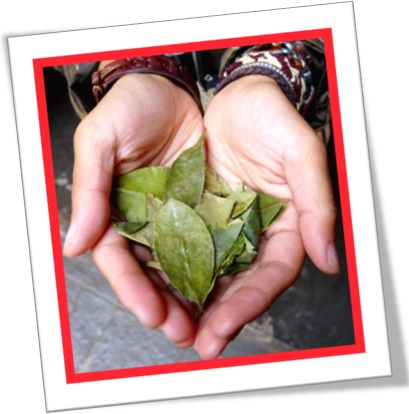 coca leaves, coca bush, folhas de coca, arbusto de coca