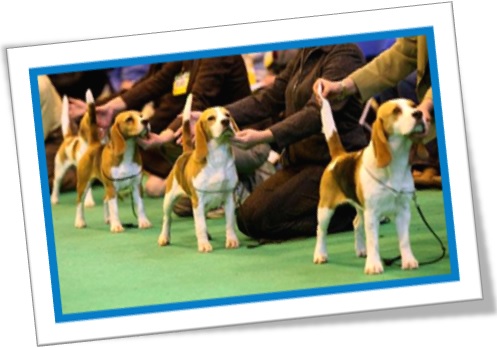 pedigree dogs, dog show, cães de raça, puro sangue, concurso