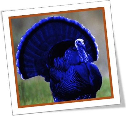 bubbly-jock, peru macho, ave natalina, ceia de natal, ação de graças, blue turkey