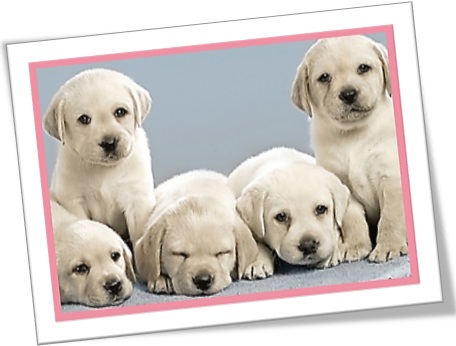 a litter of Labrador puppies, ninhada de filhotes de cão labrador