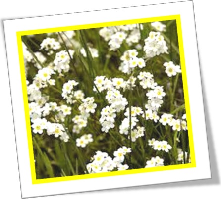 popcorn flower, flor de pipoca, estados unidos, plantas, Plagiobothrys nothofulvus
