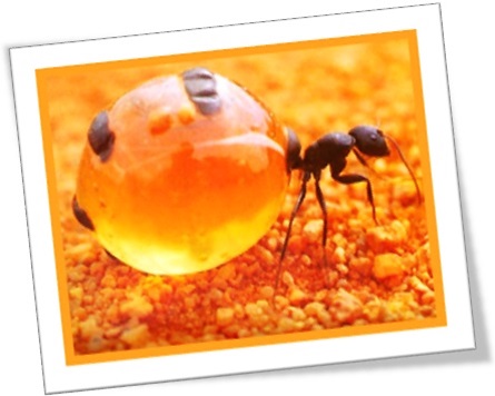 formiga, formigueiro, rainha, pote de mel, inseto, alimento, néctar, colônia