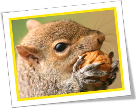 esquilo comendo nozes, a hard nut to crack, osso duro de roer