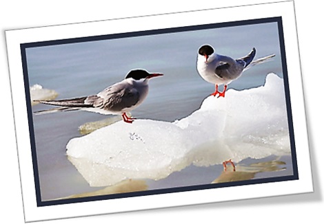 arctic tern, andorinha do ártico, pássaros, gelo