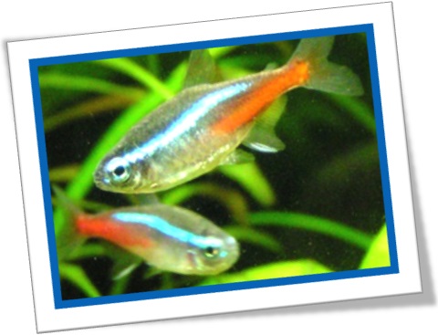 tetra neon, neon tetra, peixe, aquário, ornamental, peixinho