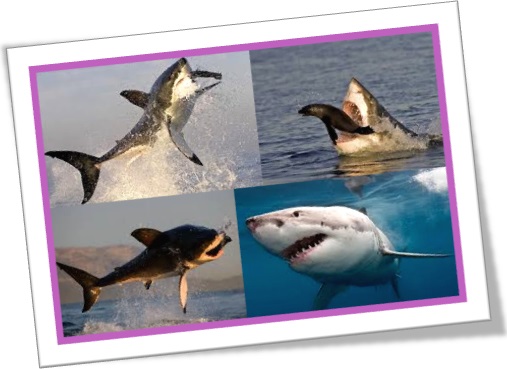 ataque de tubarão branco, white pointer, white shark, great white, white death