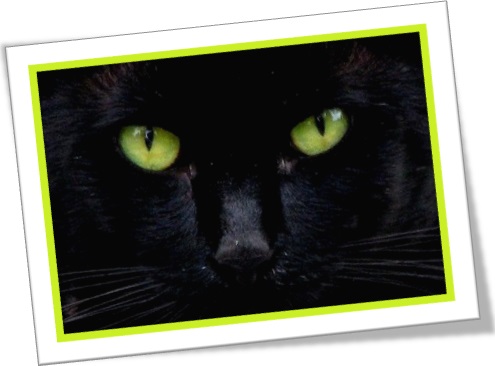gato preto de olhos verdes, dia das bruxas, espírito, demônio