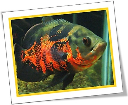 oscar peixe ornamental carnívoro, oscar fish, south america
