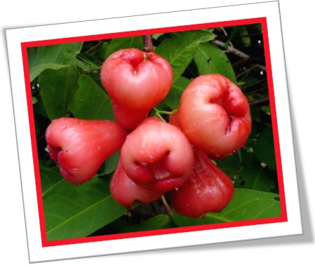 rose apple, jambo, frutas, fruits, árvores, folhas