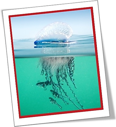 portuguese man of war, caravela