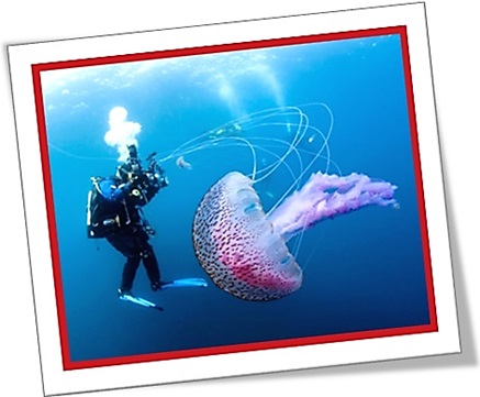 diver, jellyfish, medusa, água viva